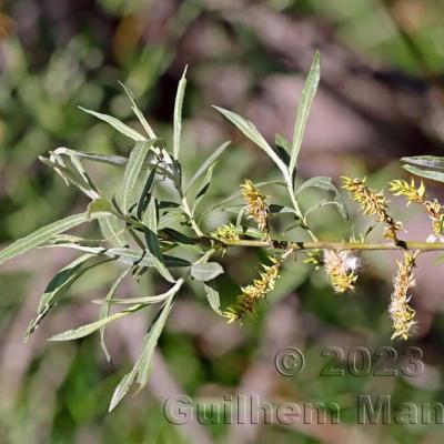 Salix eleagnos