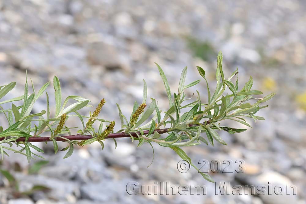 Salix eleagnos