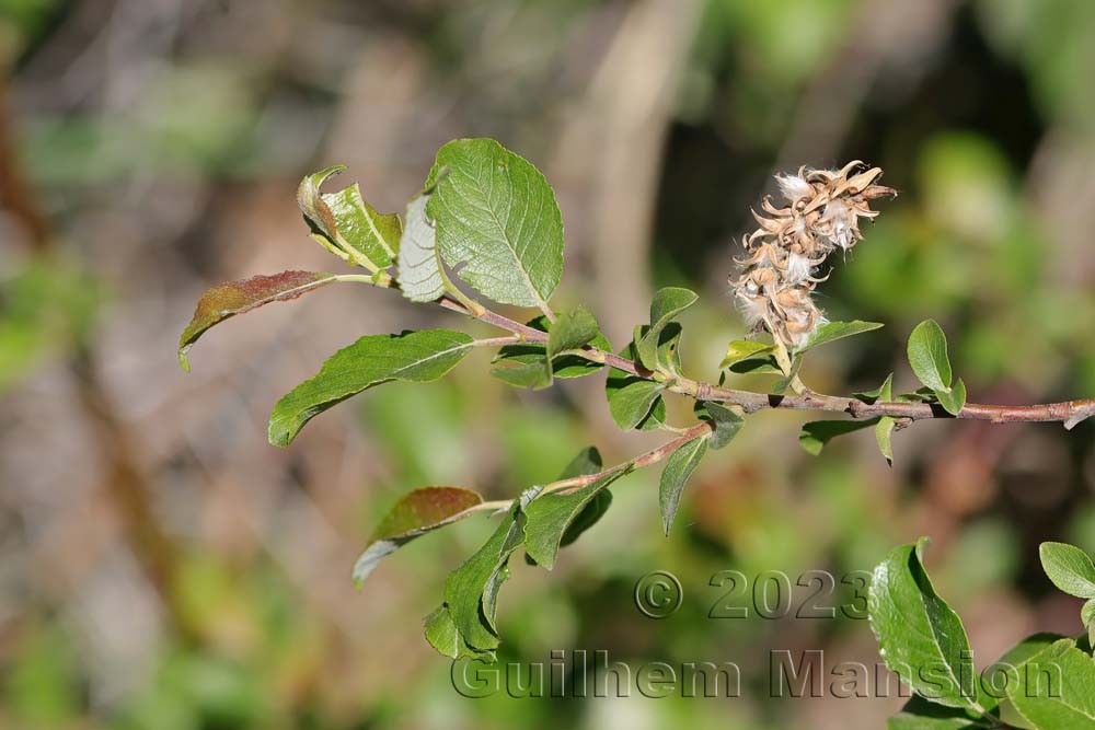 Salix myrsinifolia