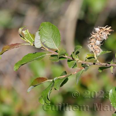 Salix myrsinifolia