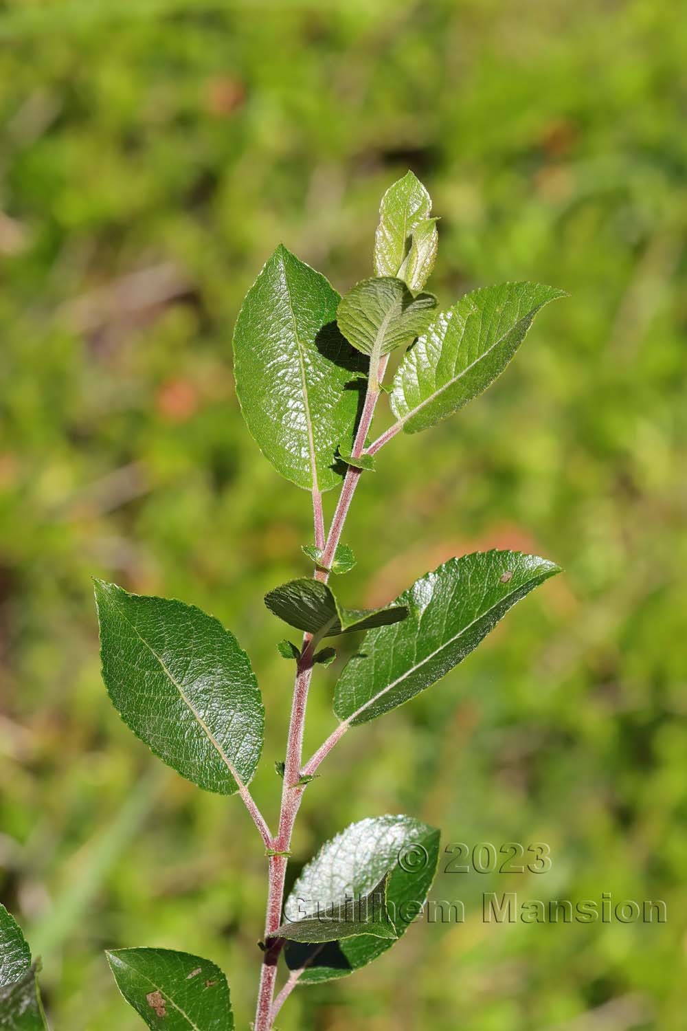 Salix myrsinifolia