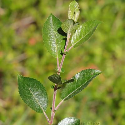 Salix myrsinifolia