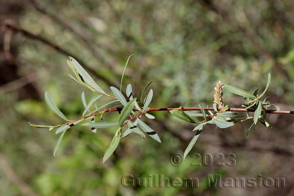 Salix purpurea