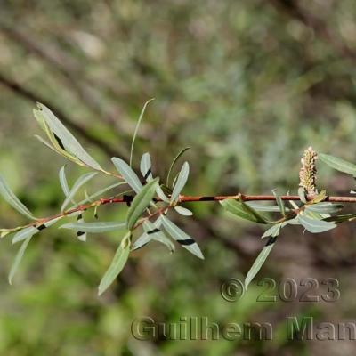 Salix purpurea