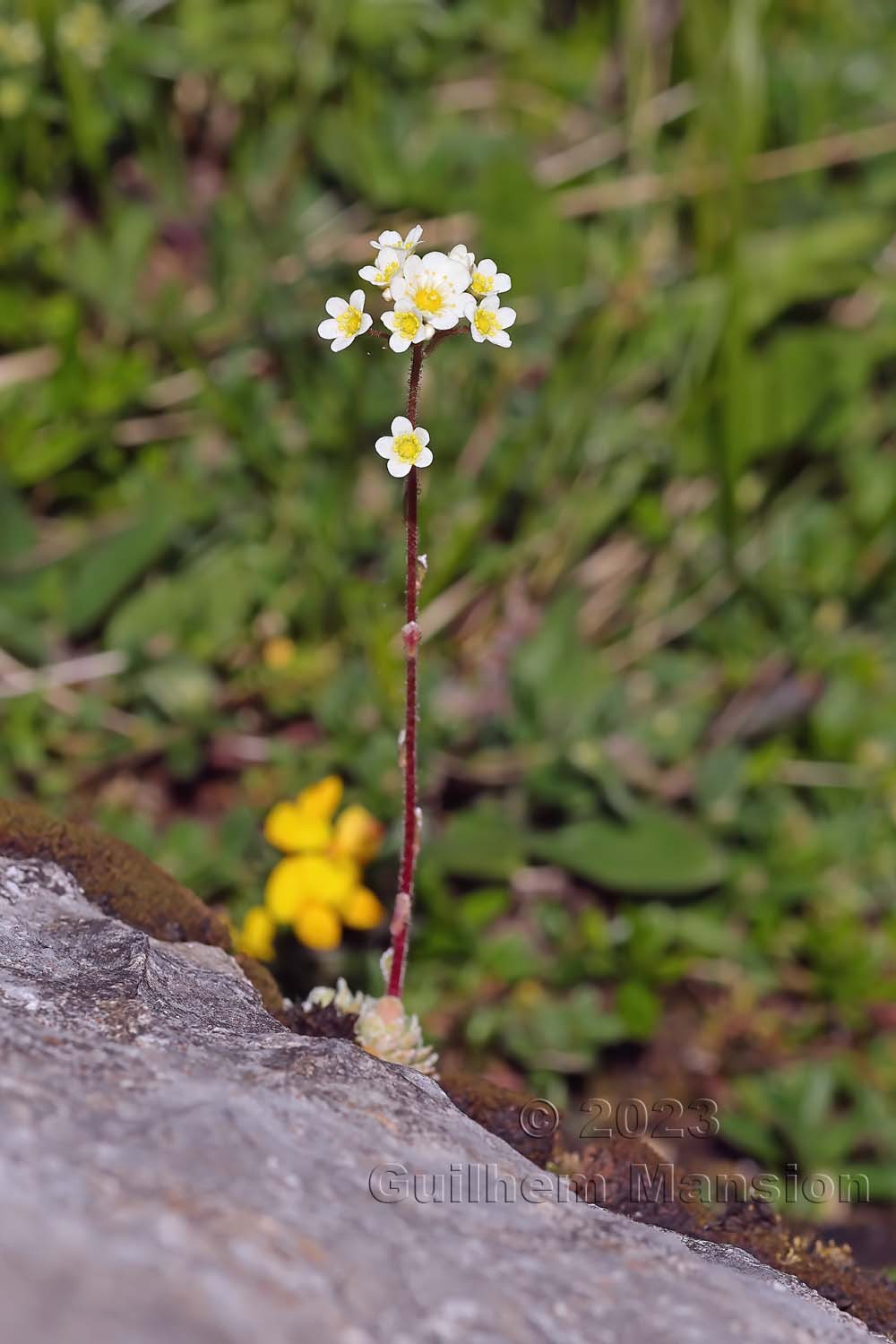 Saxifraga paniculata