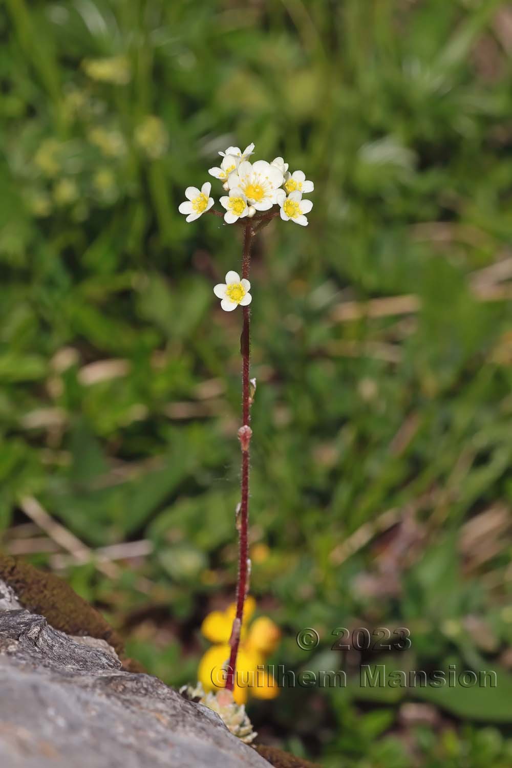 Saxifraga paniculata