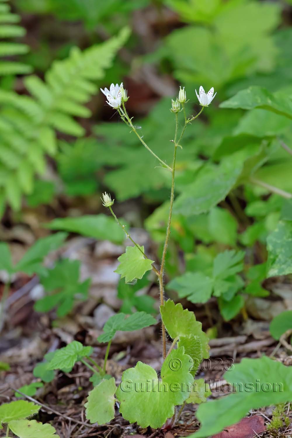 Saxifraga rotundifolia