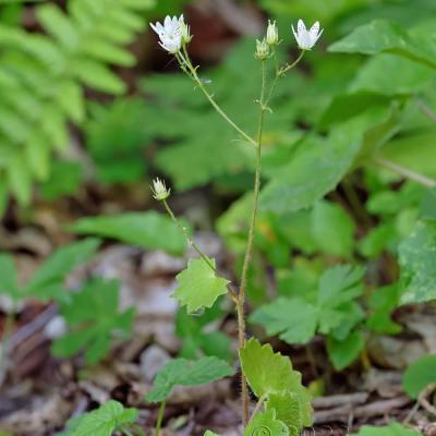 Saxifraga rotundifolia