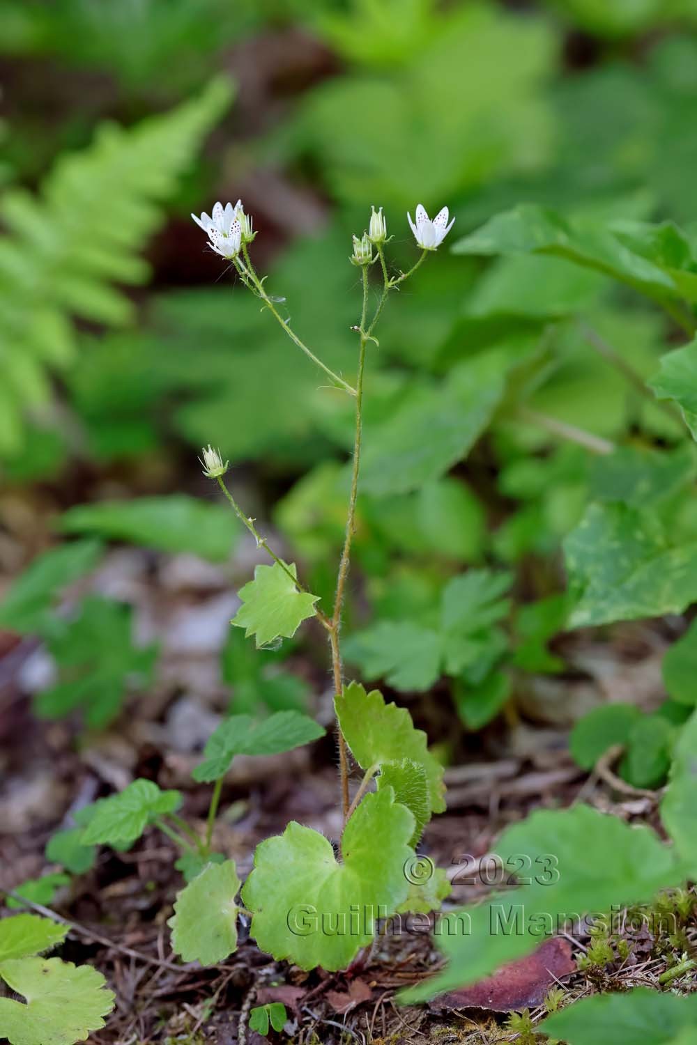 Saxifraga rotundifolia