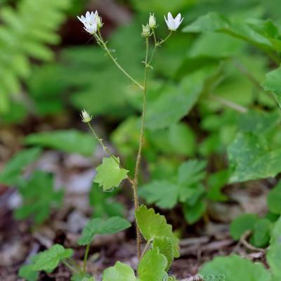 Saxifraga rotundifolia