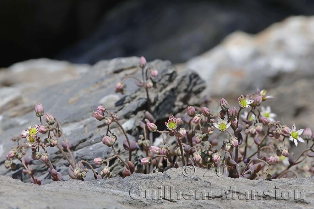 Sedum dasyphyllum