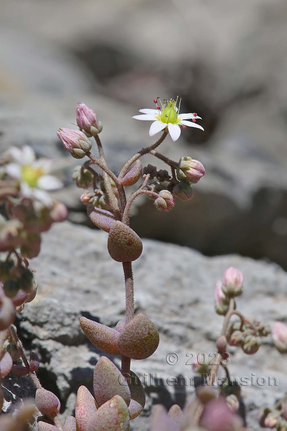 Sedum dasyphyllum