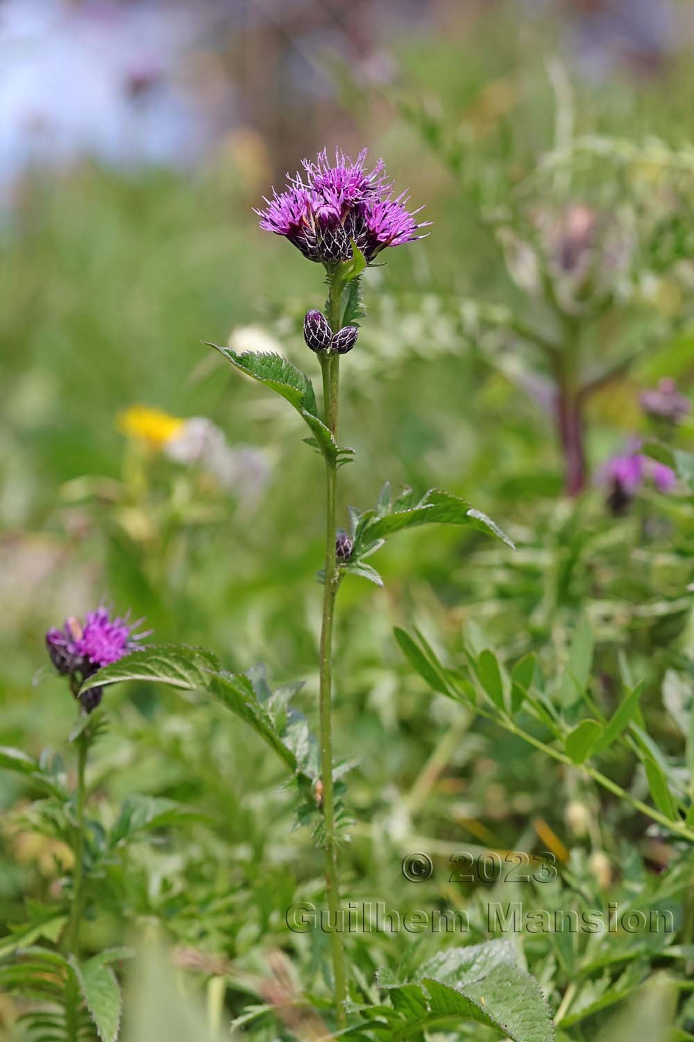 Serratula tinctoria