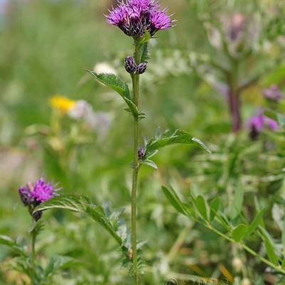 Serratula tinctoria