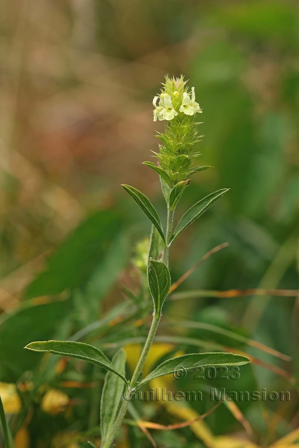 Sideritis hyssopifolia