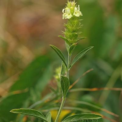 Sideritis hyssopifolia