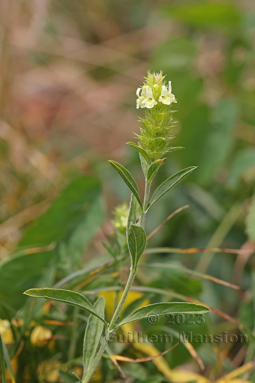 Sideritis hyssopifolia