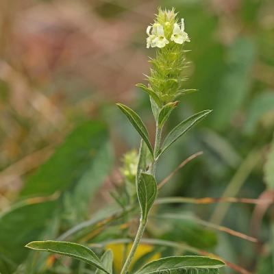 Sideritis hyssopifolia