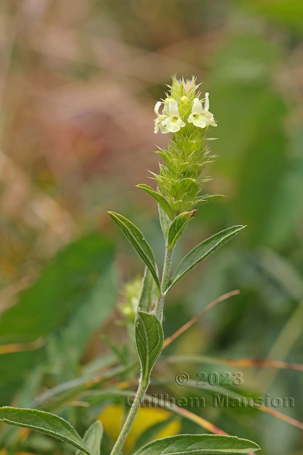 Sideritis hyssopifolia