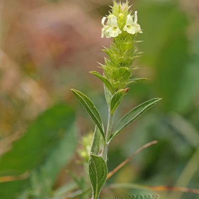 Sideritis hyssopifolia