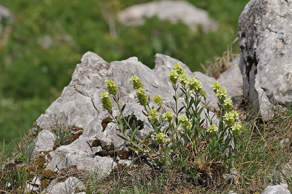 Sideritis hyssopifolia