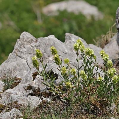 Sideritis hyssopifolia