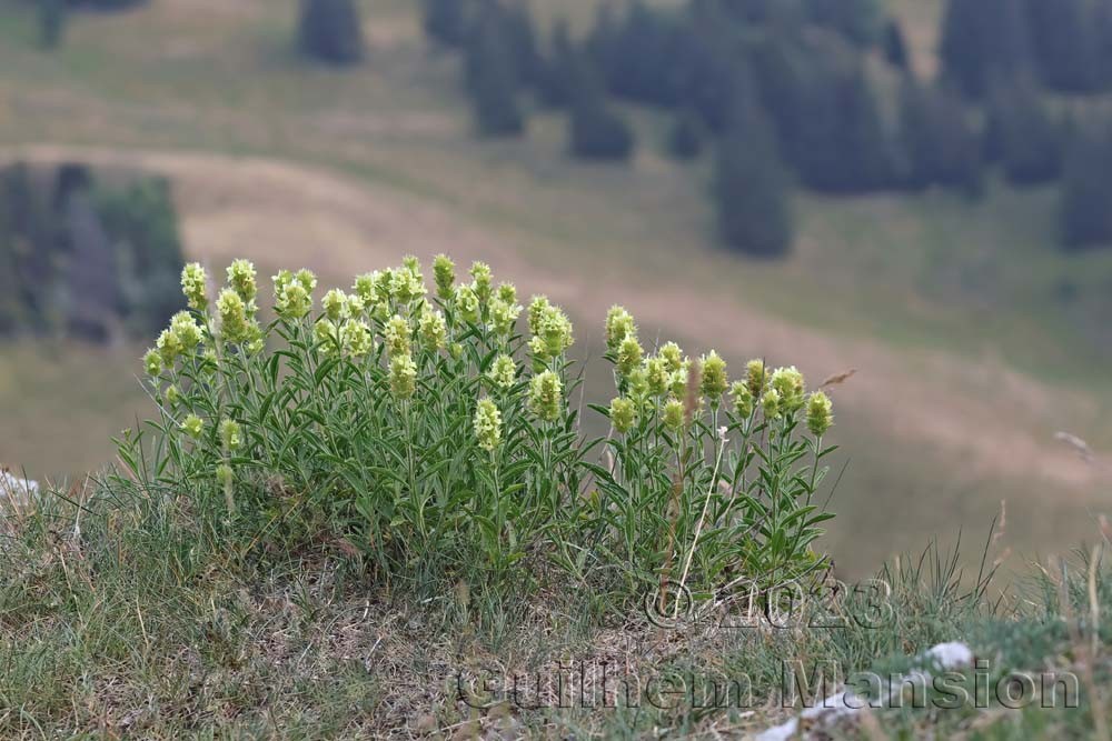 Sideritis hyssopifolia