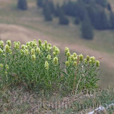 Sideritis hyssopifolia