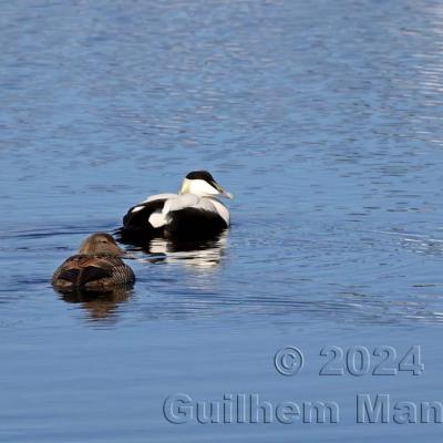 Somateria mollissima - Common Eider