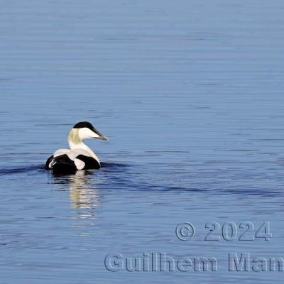 Somateria mollissima - Common Eider