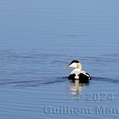 Somateria mollissima - Common Eider