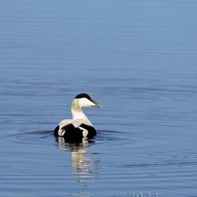 Somateria mollissima - Common Eider