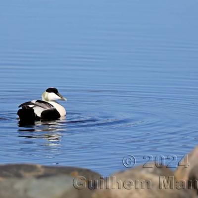 Somateria mollissima - Common Eider