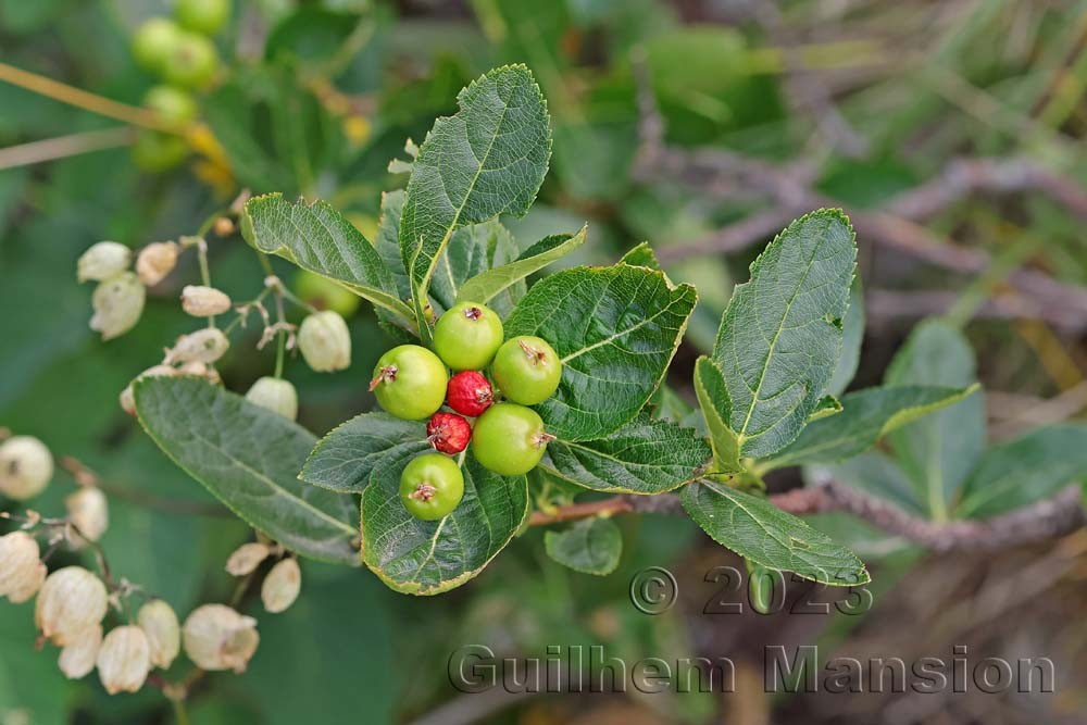 Sorbus chamaemespilus