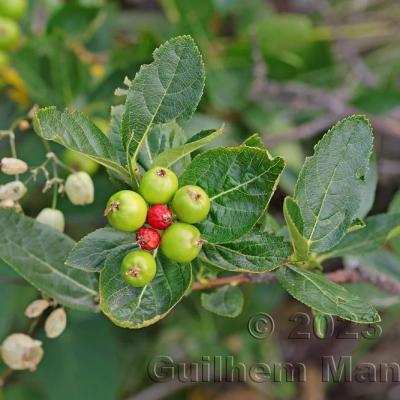 Sorbus chamaemespilus