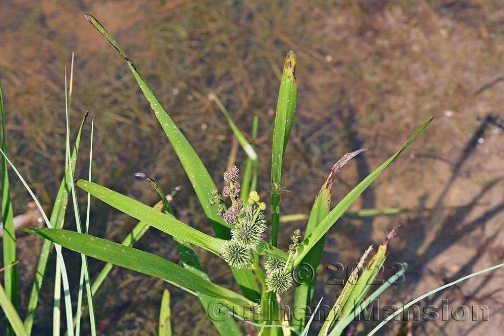 Sparganium erectum