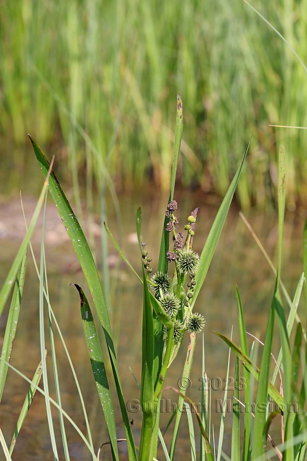 Sparganium erectum