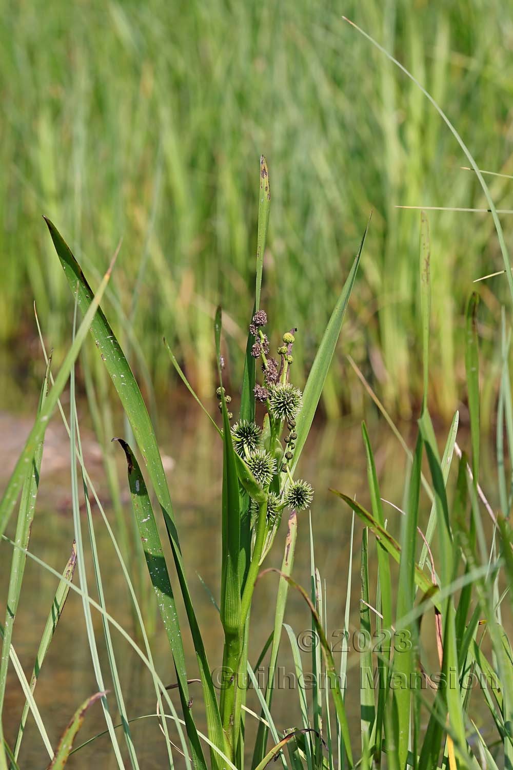 Sparganium erectum