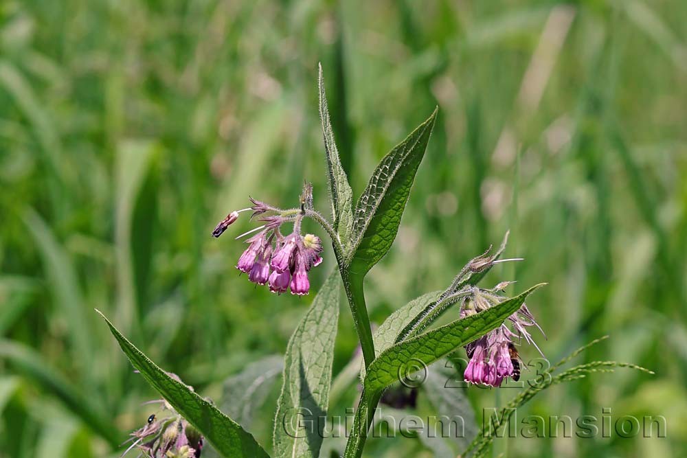 Symphytum officinale