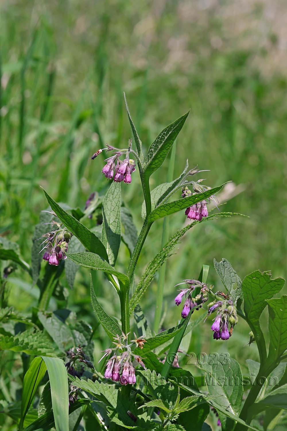 Symphytum officinale