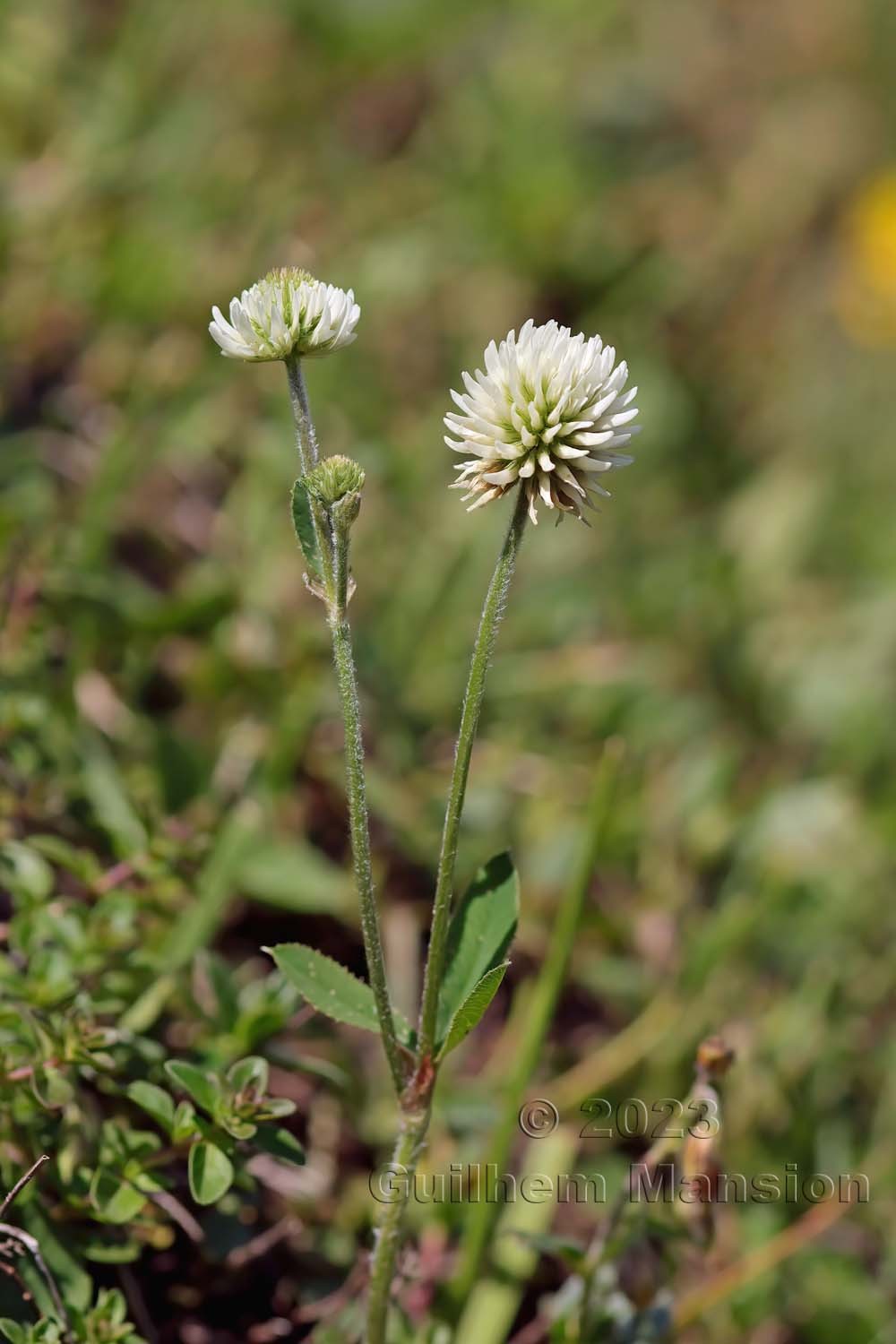 Trifolium montanum