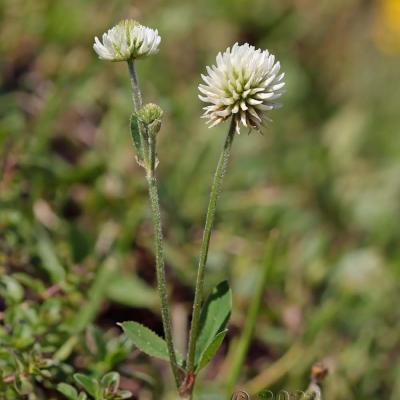 Trifolium montanum