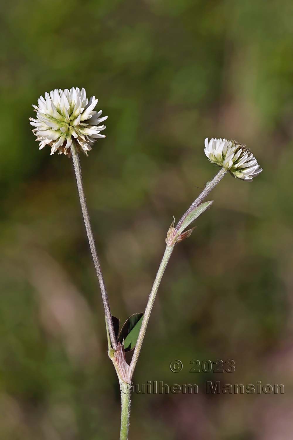 Trifolium montanum