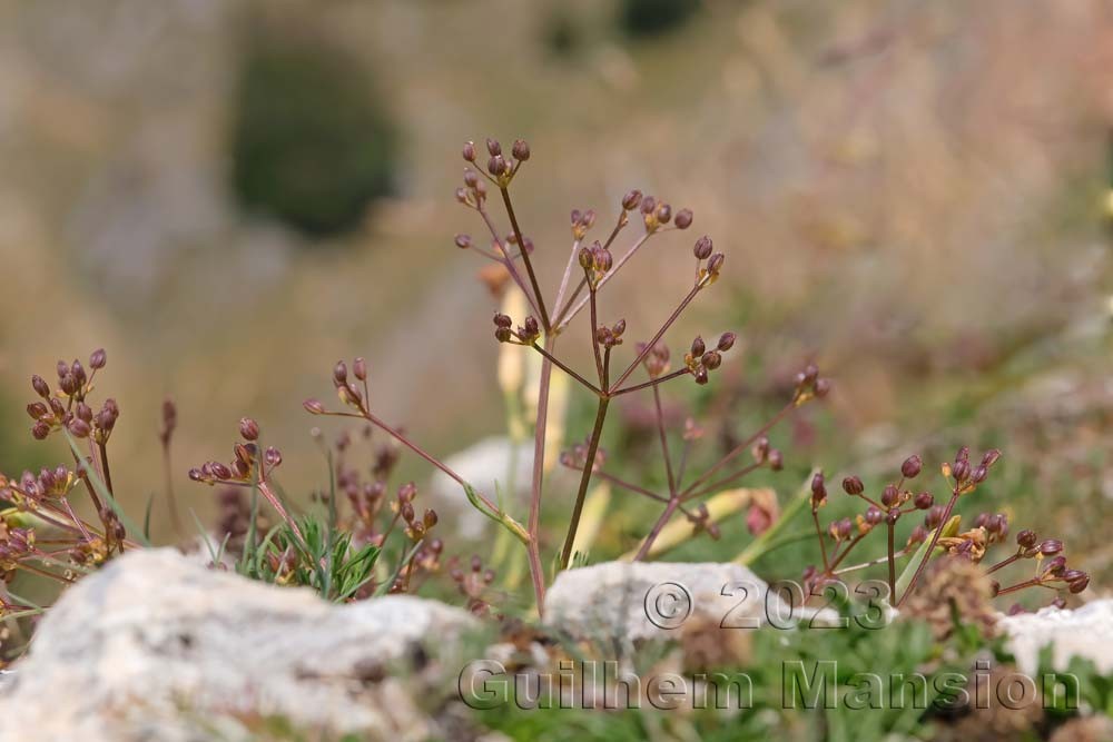 Trinia glauca