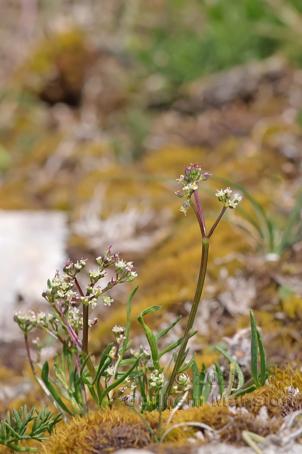 Trinia glauca