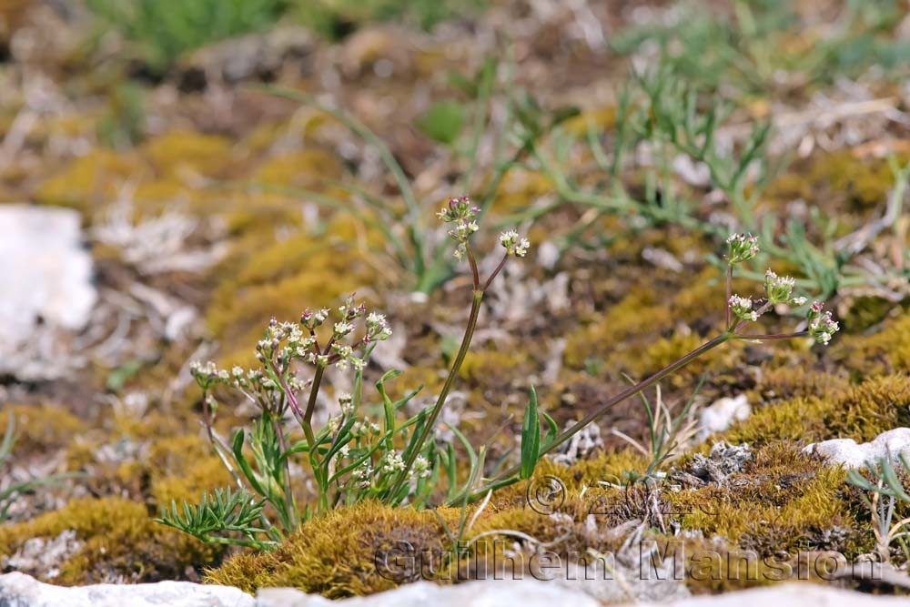 Trinia glauca