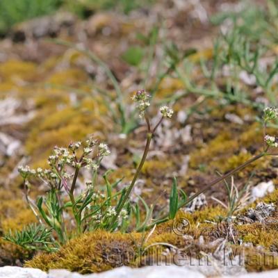 Trinia glauca