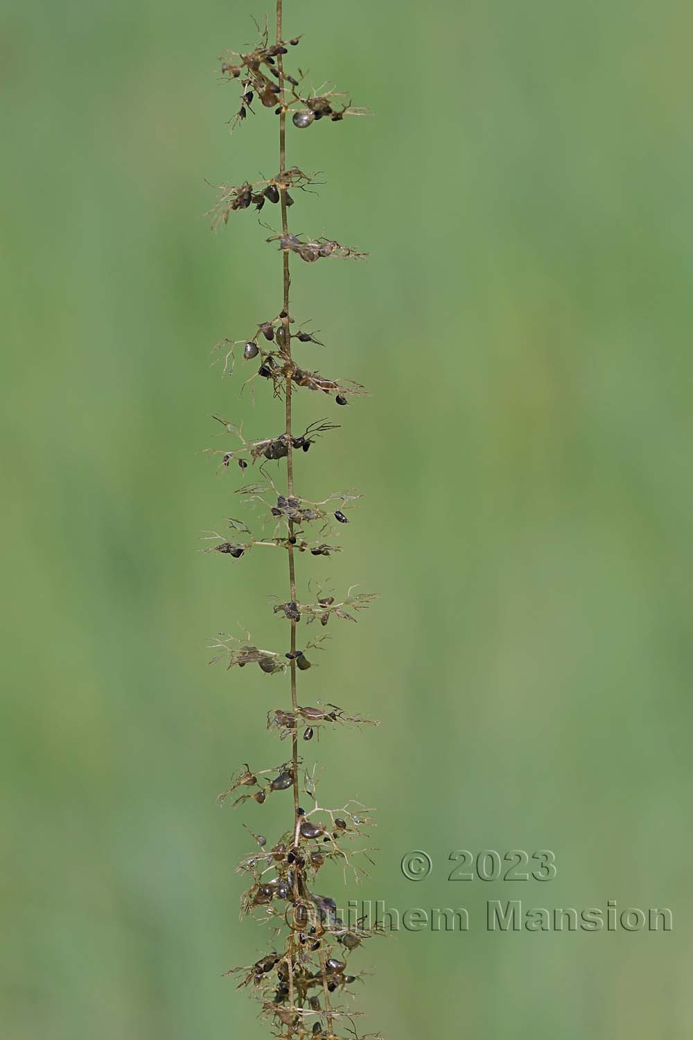 Utricularia sp.