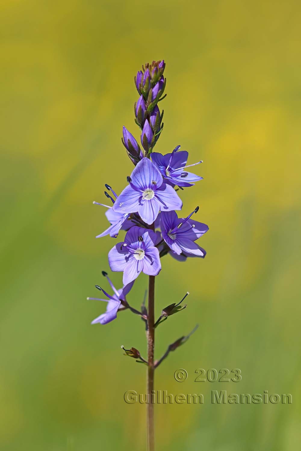 Veronica teucrium