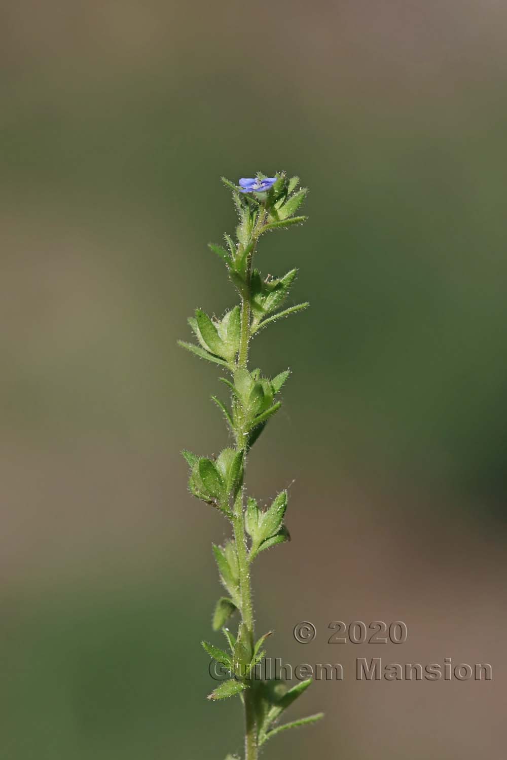 Veronica verna